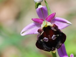 Ophrys_biscutella_Entre_San_Giovanni_et_Cagnano_4